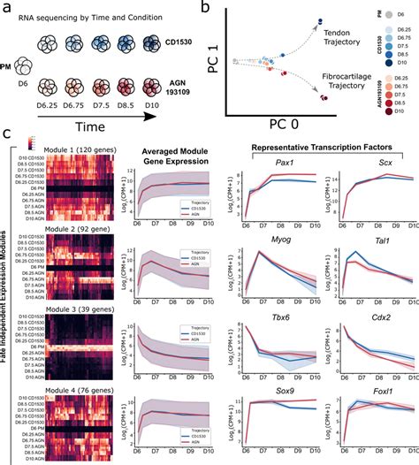 Transcriptional Profiling And Trajectory Analysis By Rna Sequencing