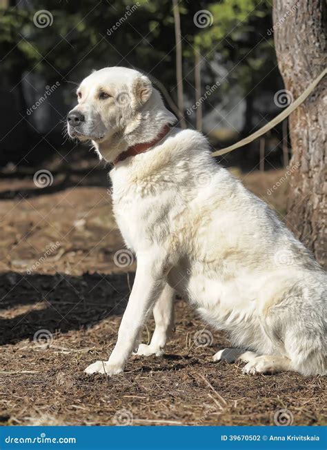 Central Asian Shepherd Dog stock photo. Image of mountain - 39670502