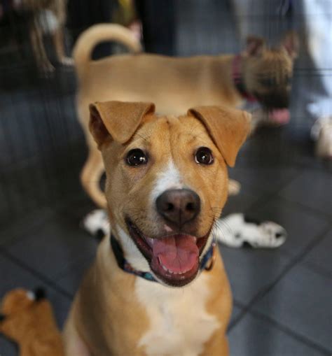 Can your dog eat a strawberry? Here's how to safely feed your pet the