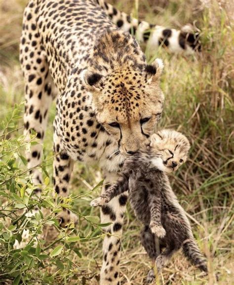 🔥 Baby cheetah looking at mom : r/AnimalsBeingMoms