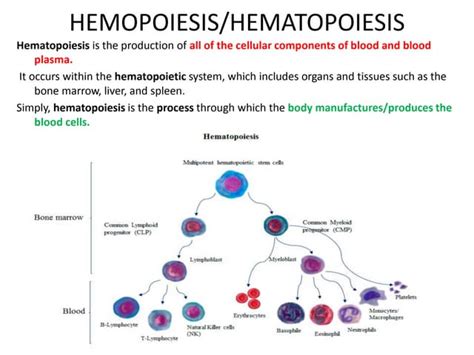 Hemopoiesis B.pharmacy 2 semester | PPT