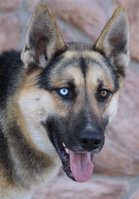 13 Mesmerizing Blue-Eyed German Shepherds That Will Leave You Speechless