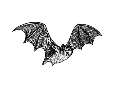 Bat Engraving Vector Images Over