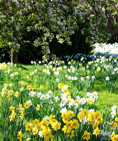 When To Cut Back Daffodils Homes Gardens