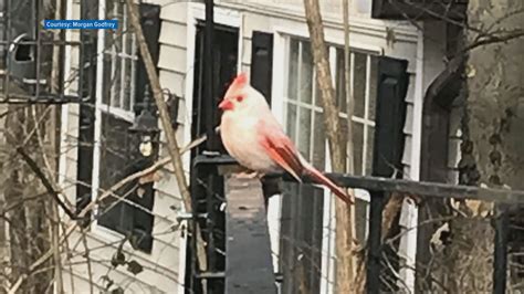 White cardinal in Knoxville adds to colorful bird tales | wbir.com