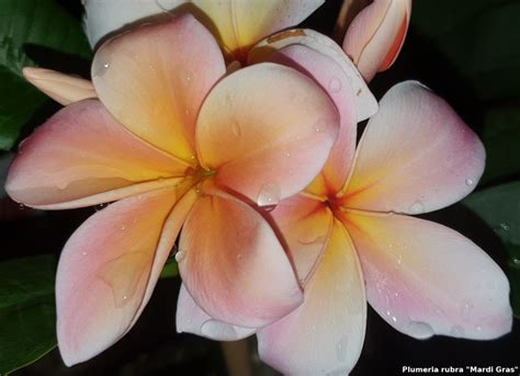 Frangipani Postkarte Motiv Mardi Gras Plumeria Shop Ihr