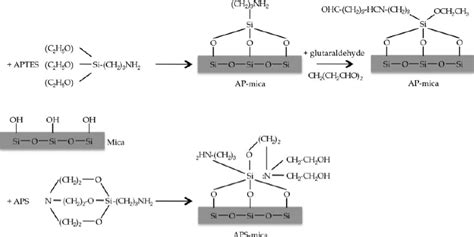 Schema Of Modified Mica Surface By APS Or APTES Followed By