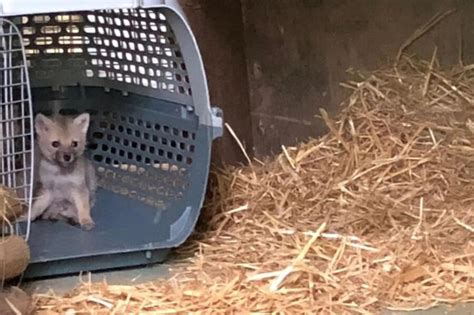 Lo Hanno Adottato Convinti Che Fosse Un Cane Ma Poi Ha Iniziato A