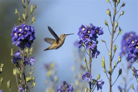 Travis Audubon Inspiring Conservation Through Birding