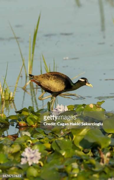 Jacana Bird Photos And Premium High Res Pictures Getty Images