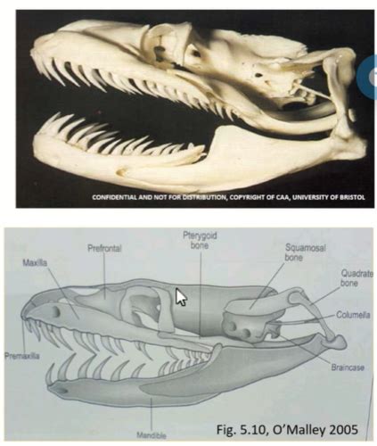 Reptile Anatomy 1 Classification Skeleton And Special Senses