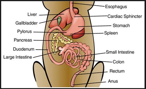 Canine Anatomy - learn about animal anatomy