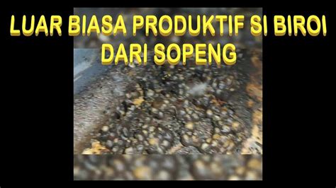 BUDIDAYA TRIGONA PENGECEKAN MADU UNTUK DIPANEN YouTube