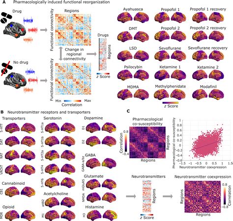 Using brain scans of people on mind-altering drugs to learn more about ...