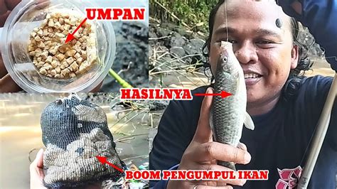 Cara Dan Umpan Ikan Nilem Paling Jitu Tehnik Pengumpul Ikan Nilem