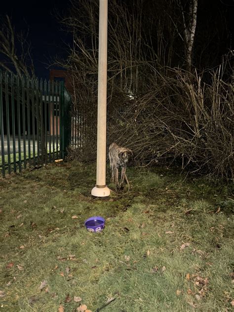 Hanno Legato Un Cane A Un Palo E L Hanno Abbandonato Al Gelo Era