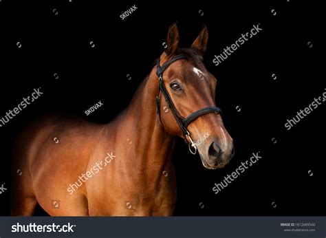 bay dressage horse wearing bridle  stock photo  shutterstock