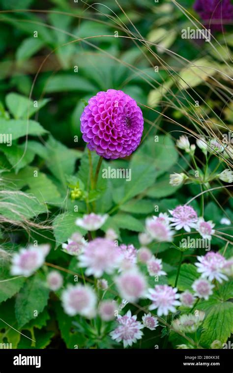 Dahlia Franz Kafkapurple Pink Flowerpompom Dahliasflowersflowering