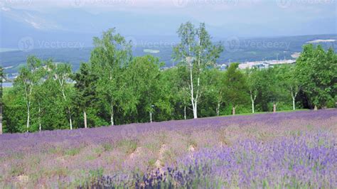 Lavender fields bloom in Hokkaido Japan for relaxing in summer or ...