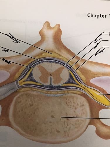 CNS Spinal Cord Flashcards Quizlet