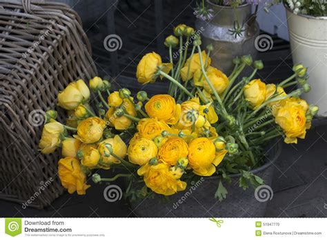 Yellow Ranunculus Persian Buttercup Stock Photo Image Of Nature