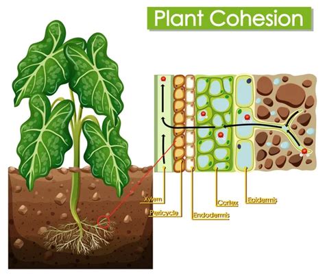 Diagram Showing Cross Section Root Illustration Stock Vector By