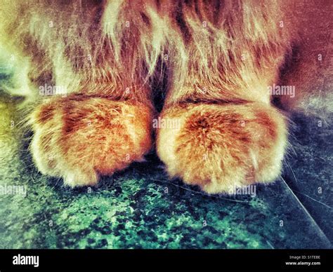 Closeup Of Adult Male Orange Tabby Cat Paws Stock Photo Alamy