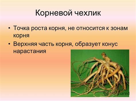 Презентация на тему: "Презентация к уроку по биологии (6 класс) на тему ...