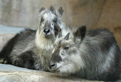 Photo Gallery of Wildlife in Uttarakhand | IndianHoliday.com