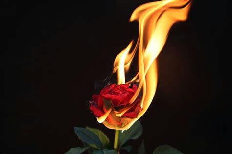 Burning Rose Once Upon A Time Pinterest