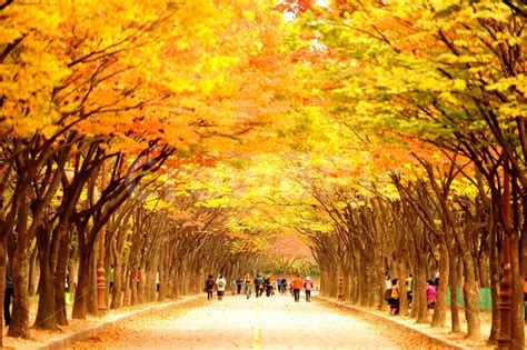 인천대공원 가을 단풍 아름다운길 소풍 사진이미지일러스트캘리그라피 늘작가