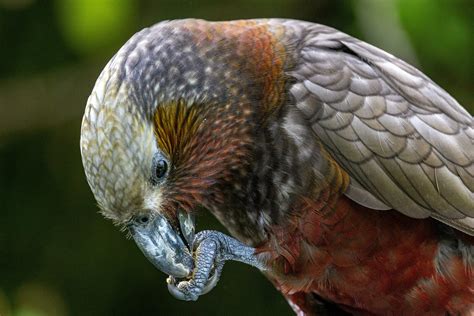 North Island Kaka Parrot 25926524 Stock Photo at Vecteezy