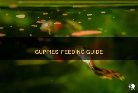 The Ideal Bait: 5 Tricks To Get Feeding Guppy Care Right