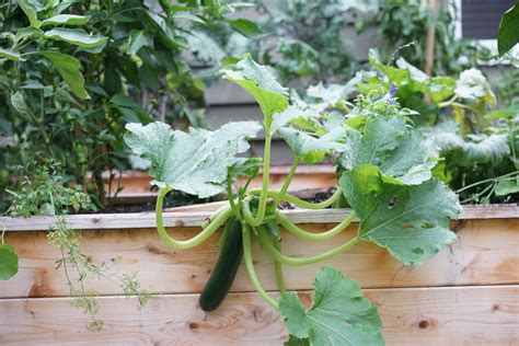 How To Grow Zucchini From Seeds Gardenary