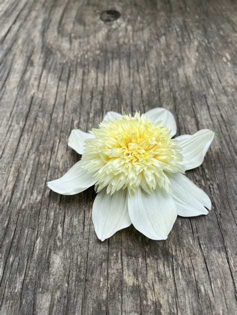 Dahlia Tubers — Hidden In Thyme