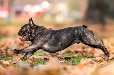 French Bulldog Tail Docking Debunked