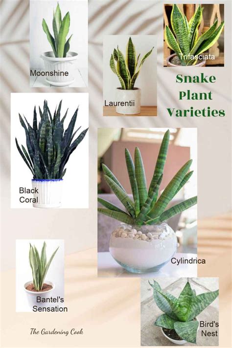 snake plant care growing dracaena trifasciata sansevieria