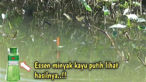 Mancing Ikan Nila Di Sungai Youtube