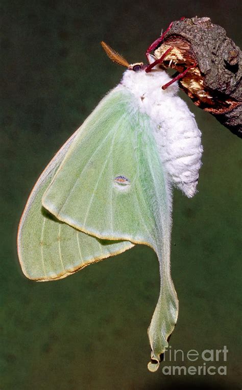 Luna Moth Actias Luna Ready To Fly Photograph By Millard H Sharp