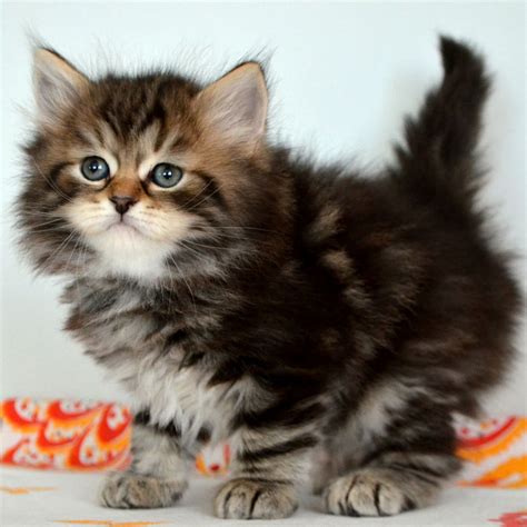 Buy Available Siberian Kittens And Cats In The Usa From Top Breeders