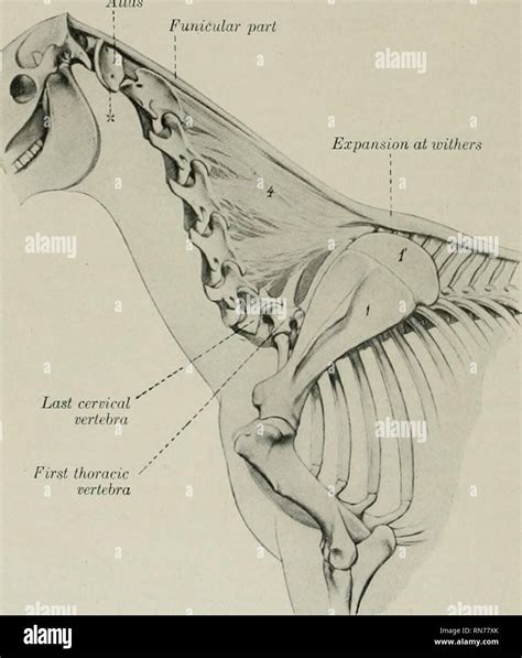 Ligamentum Nuchae In Animals