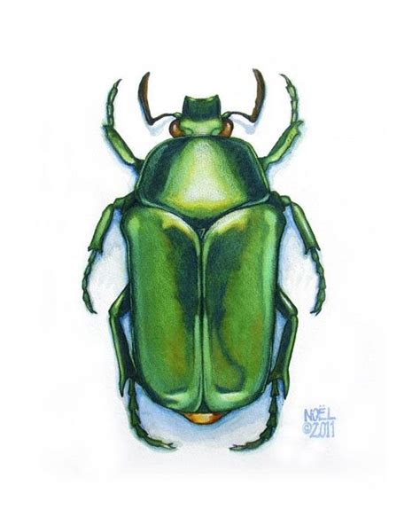 Beetle Drawing Beetle Art Scarab Beetle Bugs Drawing Watercolor