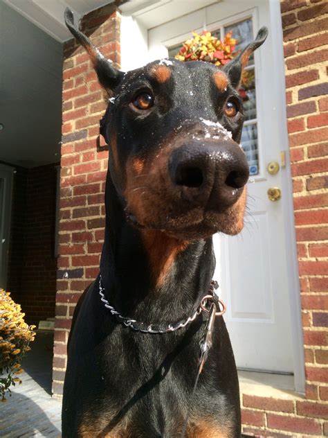 Doberman Pinscher Dog - A Majestic and Loyal Companion
