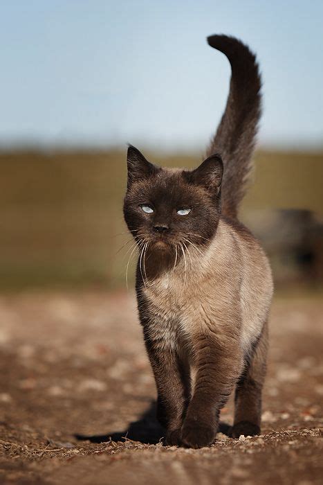 Dark Brown Siamese Cat - British Shorthair