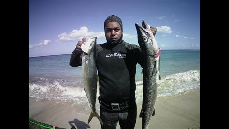 Big Barracuda And Rainbow Runner Caught While Spearfishing