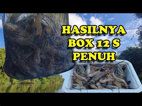 PESTA STRIKE PART 2 MANCING UDANG GALAH Fishing Shrimp Mancing