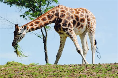 Noordelijke Giraffe Wildlands