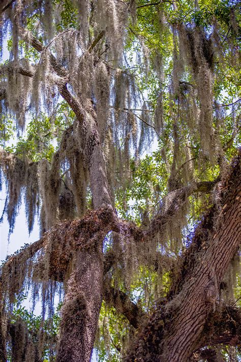 Savannah Georgia Oak Tree Lined Streets Photograph By Alex Grichenko