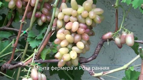 Мечта фермера и Роза ранняя - YouTube
