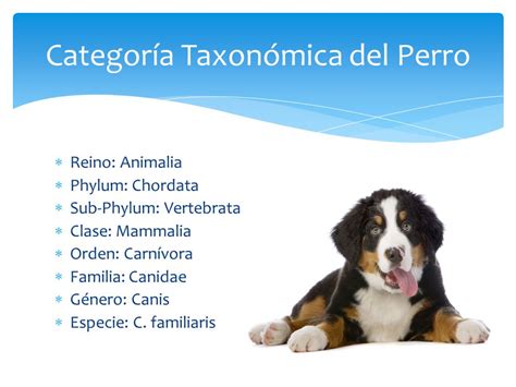 Aplaudir Palpitar Disfraz clasificacion taxonomica perro metodología